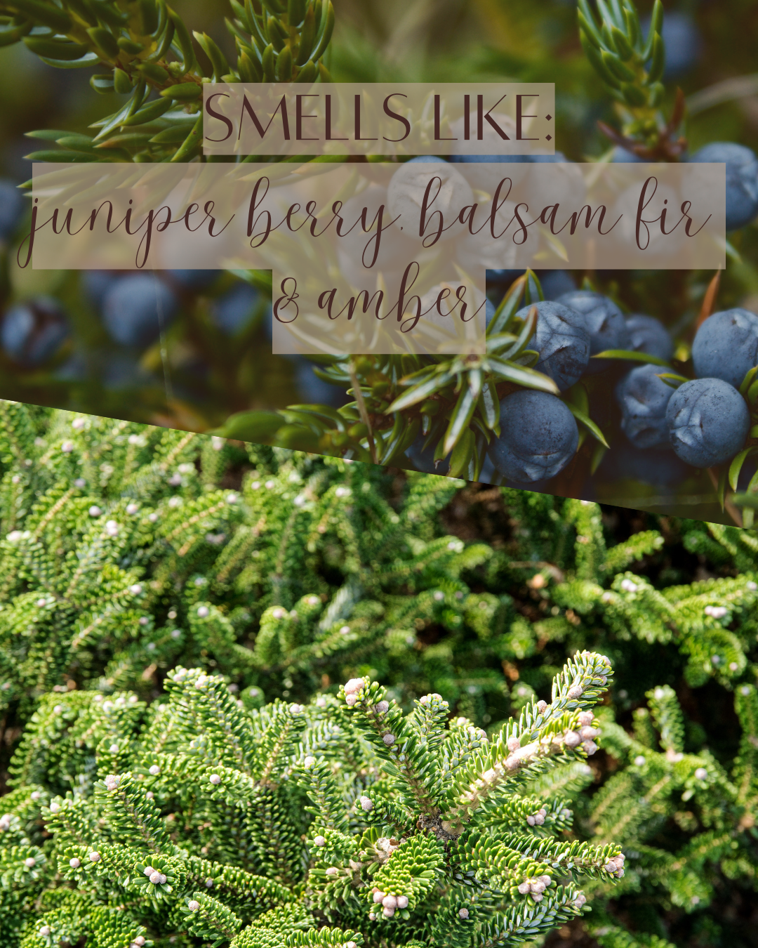 Juniper + Moss