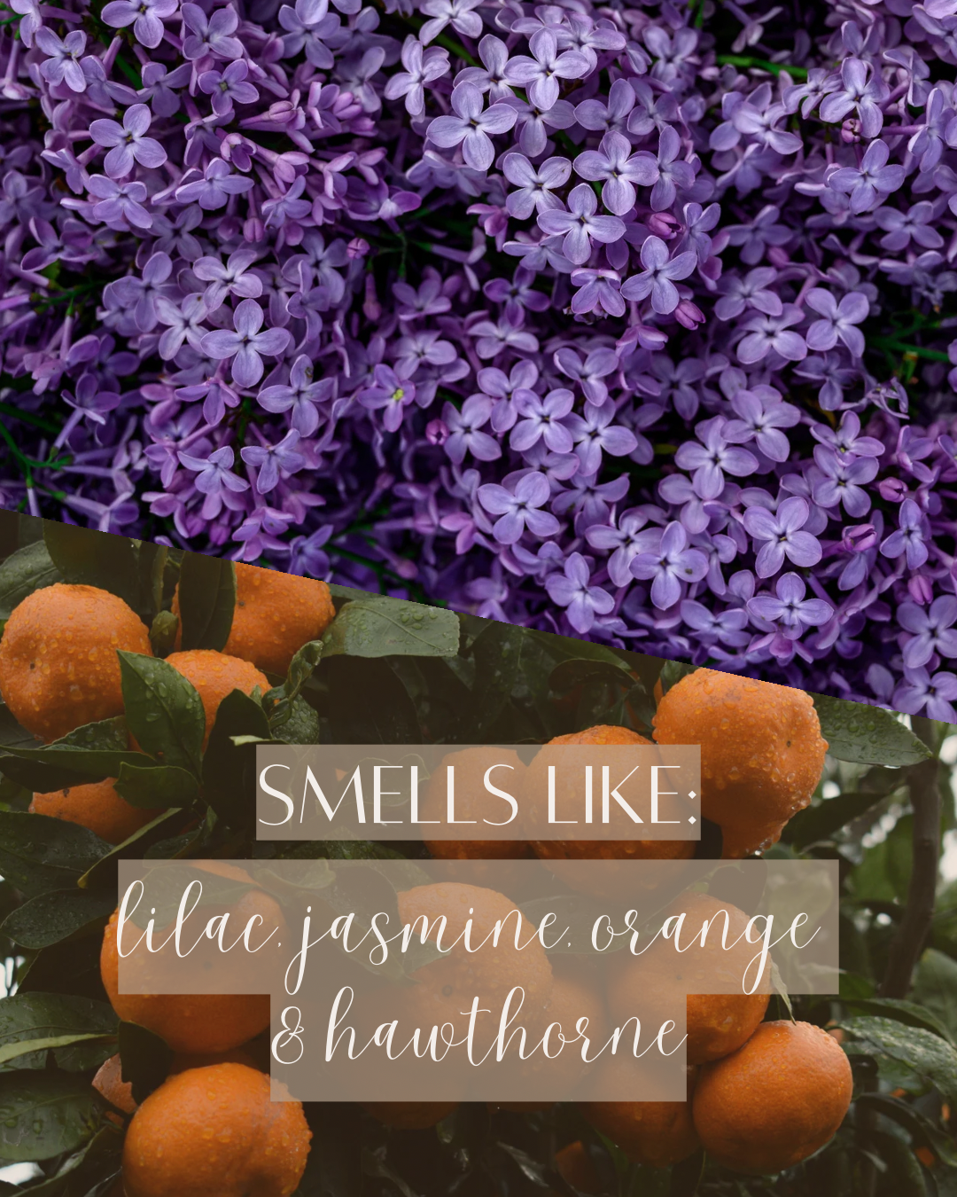 Lilac + Mandarin