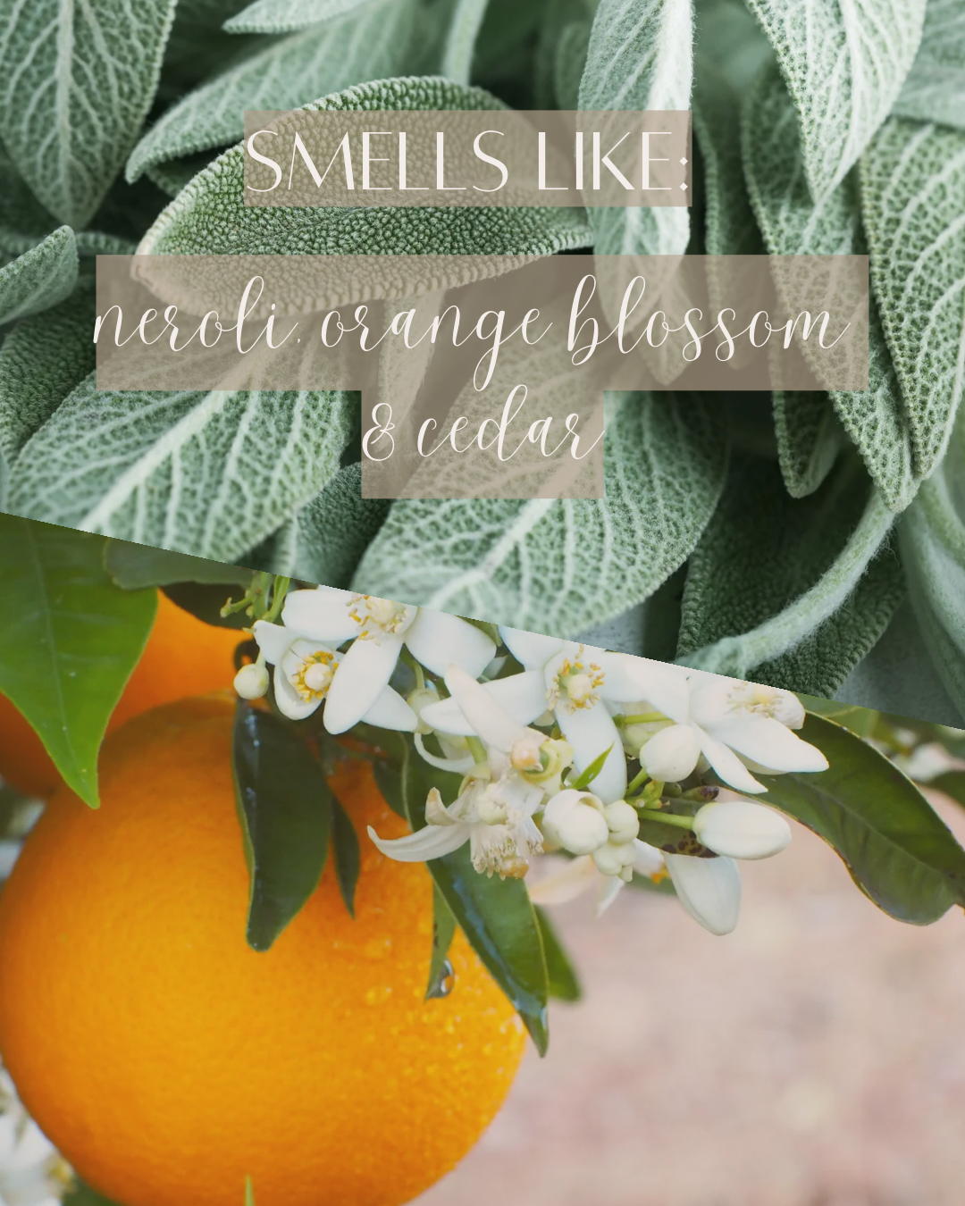Sage + Bloom