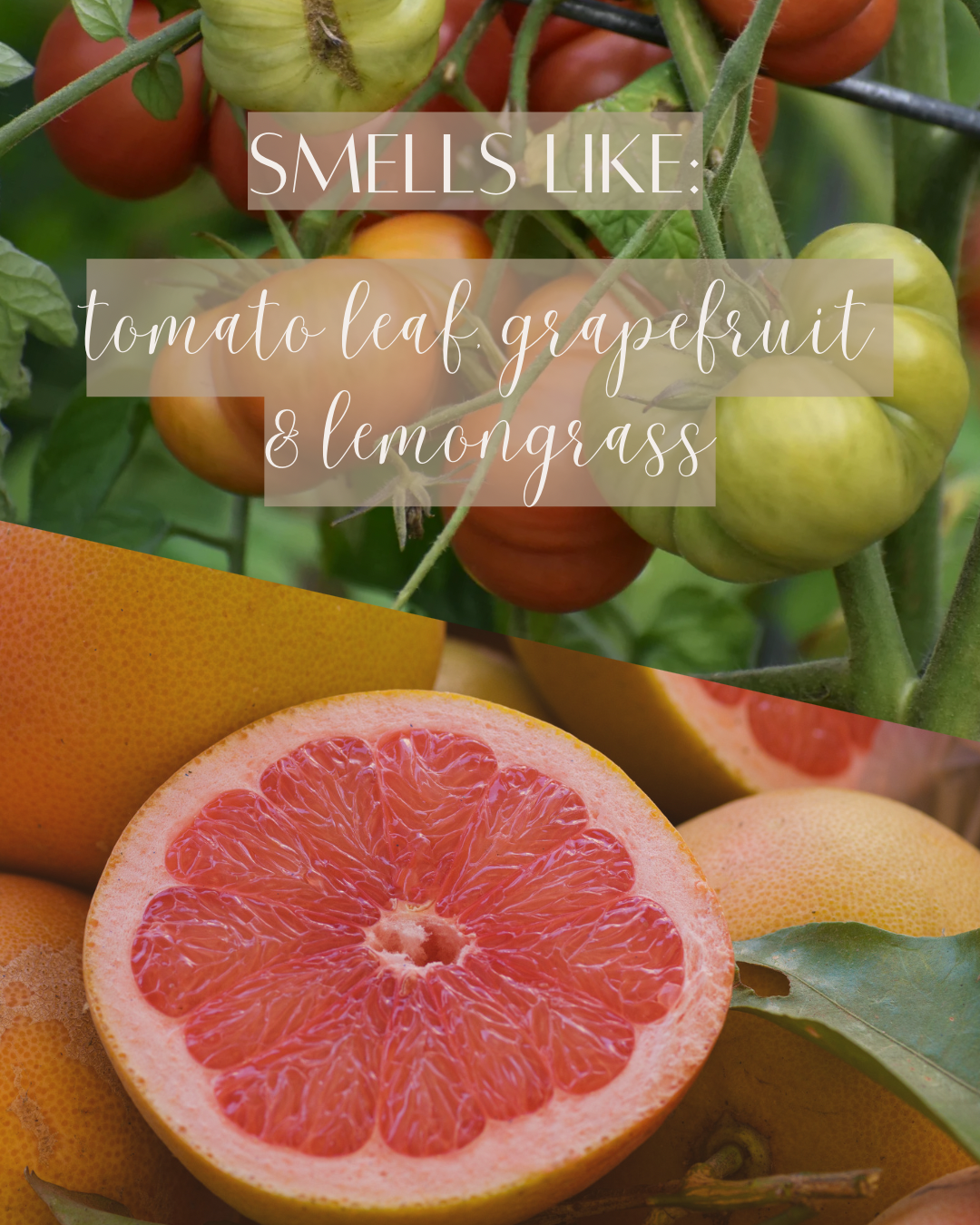 Vine + Citrus