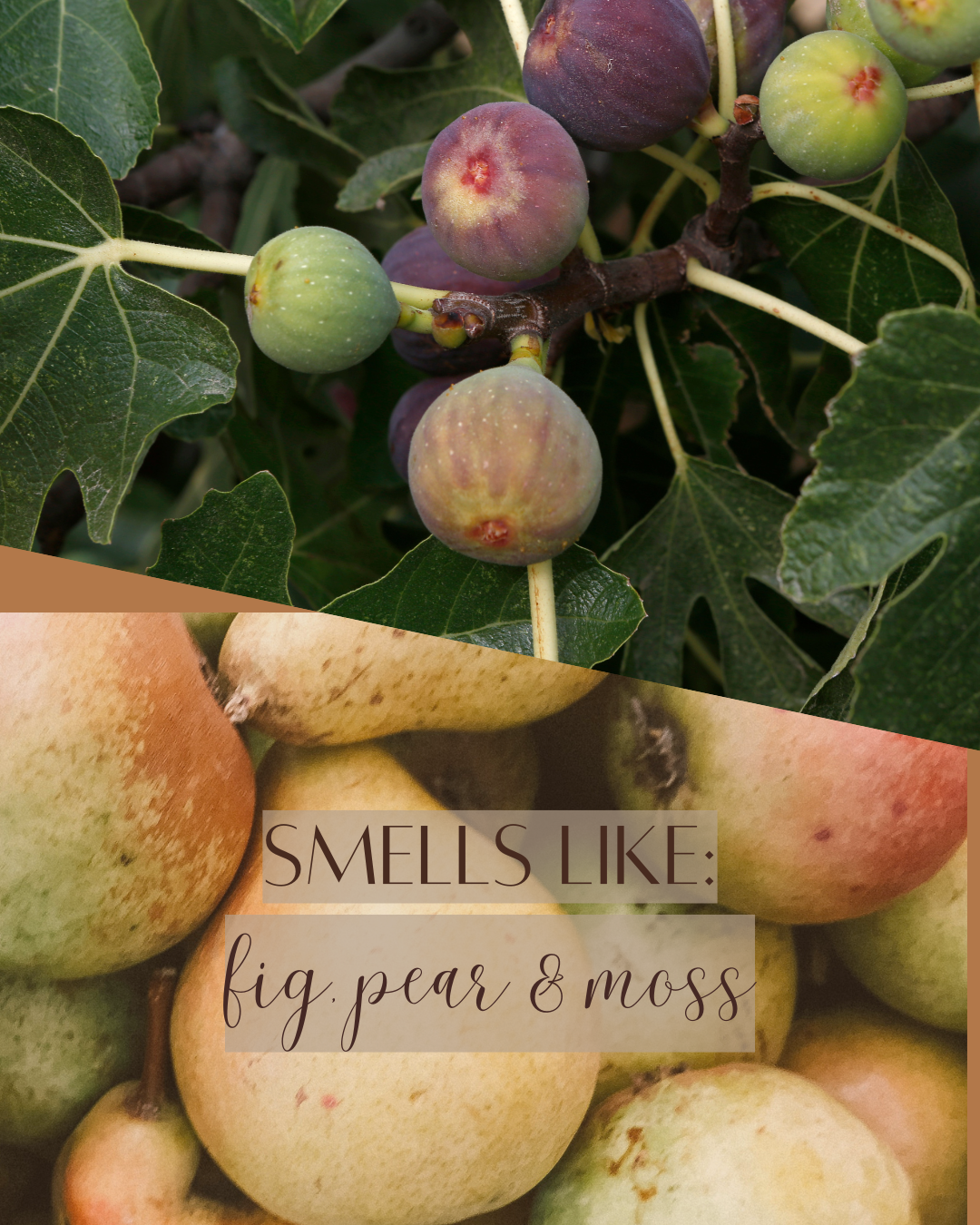 Fig Tree + Pear