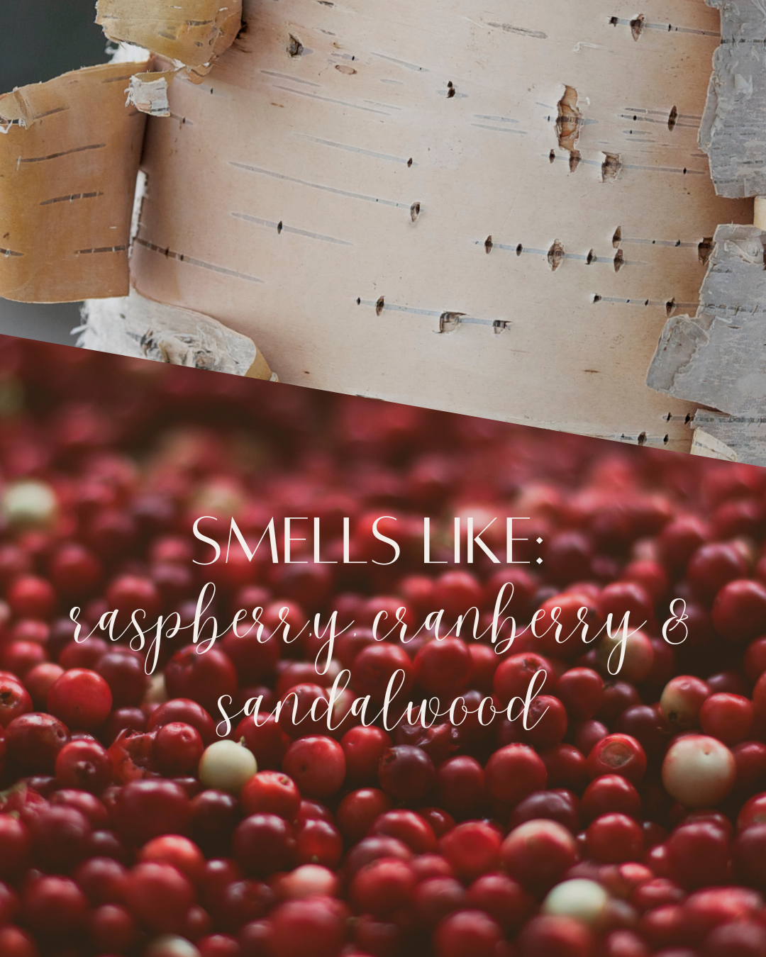 White Birch + Cranberry