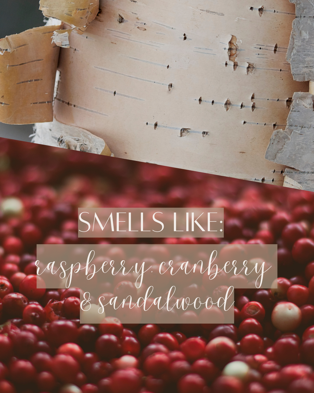 White Birch + Cranberry